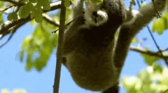 Feline lemur - najpogrijaniji primat