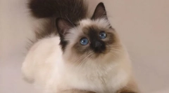 Cat balinsiyskaya (foto): dugokosa rođaka siamova