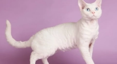 Cat devon-rex (foto): razigrani kućni ljubimac i istinski prijatelj
