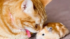 Mačka i hrčka u stanu, mogu li se sprijateljiti ili mačka pojesti hrčak