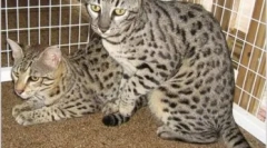 Safari cat: standardi, karakter i karakteristike nege