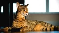 Savannah cat (foto): punning i nježni gepar