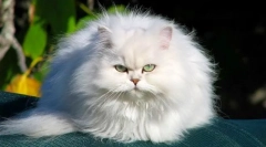 Chinchilla mačka (fotografija): ovo nije pasmina, to je elegantna srebrna izmaglica u boji
