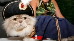 Mačke pasmina napoleon