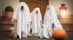 Kostim za psa na halloween-u i sami - ideje na fotografiji