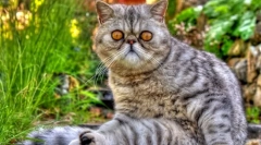 Cat eczot (foto): tyy cat sa gustom vunom