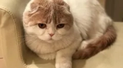 Mačka lera kudryavtsevaya fofan: new star instagram
