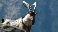 Kozja ram