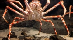 Crab pauk