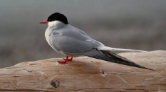 Prachok polar