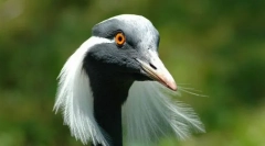 Belladonna