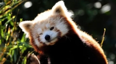 Crvena panda (foto): minijaturna vatrena medvjeda