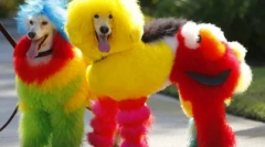 Creative grooming pudlica