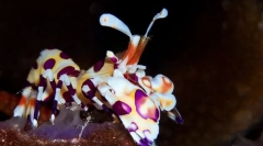 Harlequin plave škampe