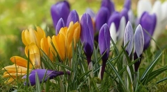 Krokus