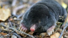 Mol
