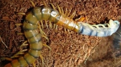 Veliki insekti planete (6 fotografija)