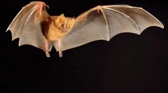 Krilati vampire