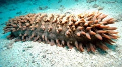 Tko od morskih životinja iz straha gubi crijeva?