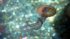 Ko su takva creva-sreća?