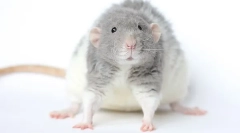 Hrskava pasmina rat rex: opis i karakteristike