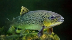 Kumja