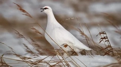 Partridge bijeli medij ruski