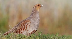 Partridge central russian