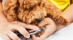 Kandže i pinkovi za kandže