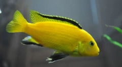 Labidochromis (labidchromis)