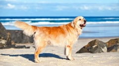 Labrador retriver (foto): neutrebne energije i beskrajna ljubaznost