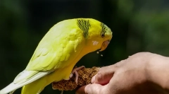 Papagaj delicija koja voli papagaju