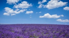 Lavanda