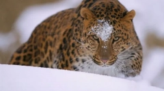 Leopard amursky