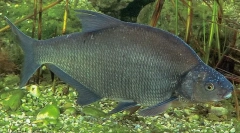 Bream crni amur
