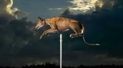 Leteći umiru: zabavna zabava spremna