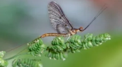 Larvae barovi i ribolov