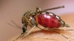 Žuta groznica, denga i zika, koje nose komarci