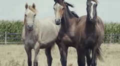 Konji: zanimljive činjenice o najplemenitijim životinjama 🐎