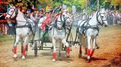 Odmor u konjskim u različitim zemljama