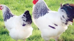 Najbolje piliće od mesa