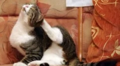 Najbolje datoteke iz bloch-a: pregled i kriterijumi