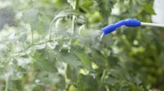 Top alati iz tlima na biljkama