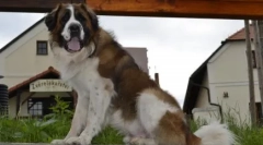 Najbolji čuvari za privatnu kuću