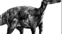 Lurdusavr