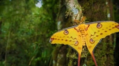 Madagaskar saturnia