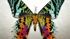 Madagaskar uranius