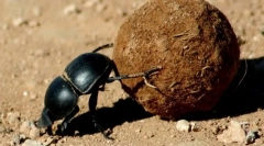 Glavni bube, bronza i pobunjenici