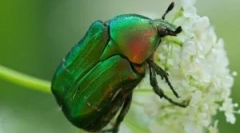 May beetle: opis, stil života i raznolikost
