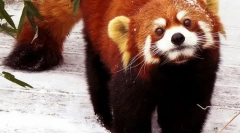 Mala panda